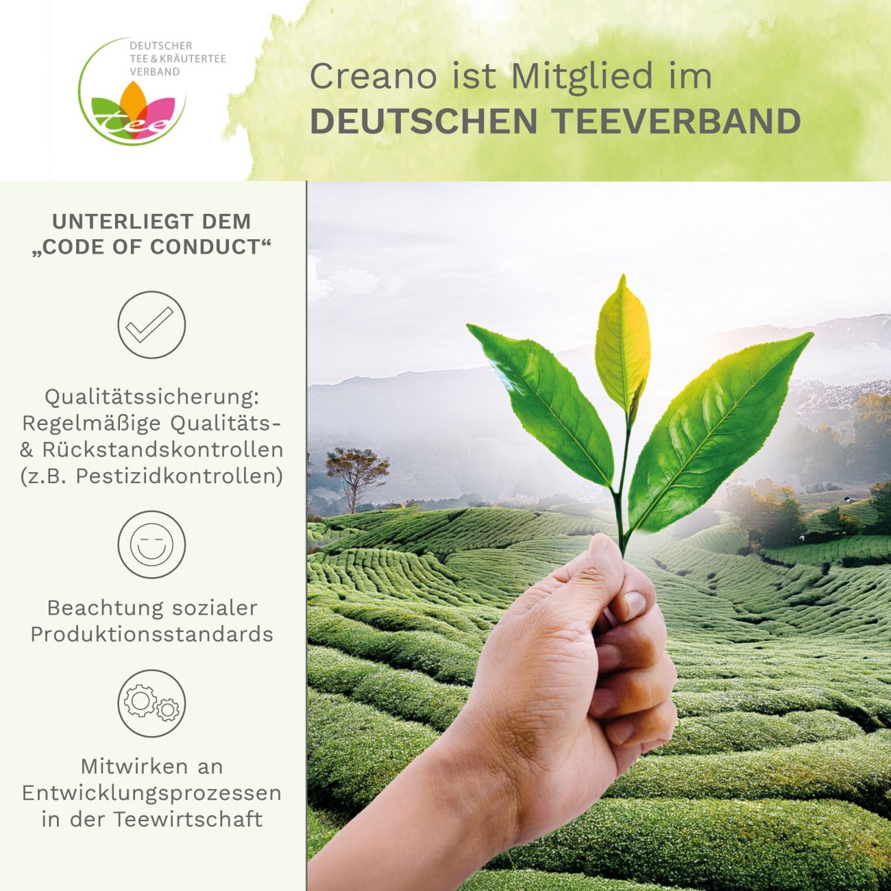 creano-erbl-htee-teeblumen-geschenkset-glaskanne-gr-ntee-frucht image 6
