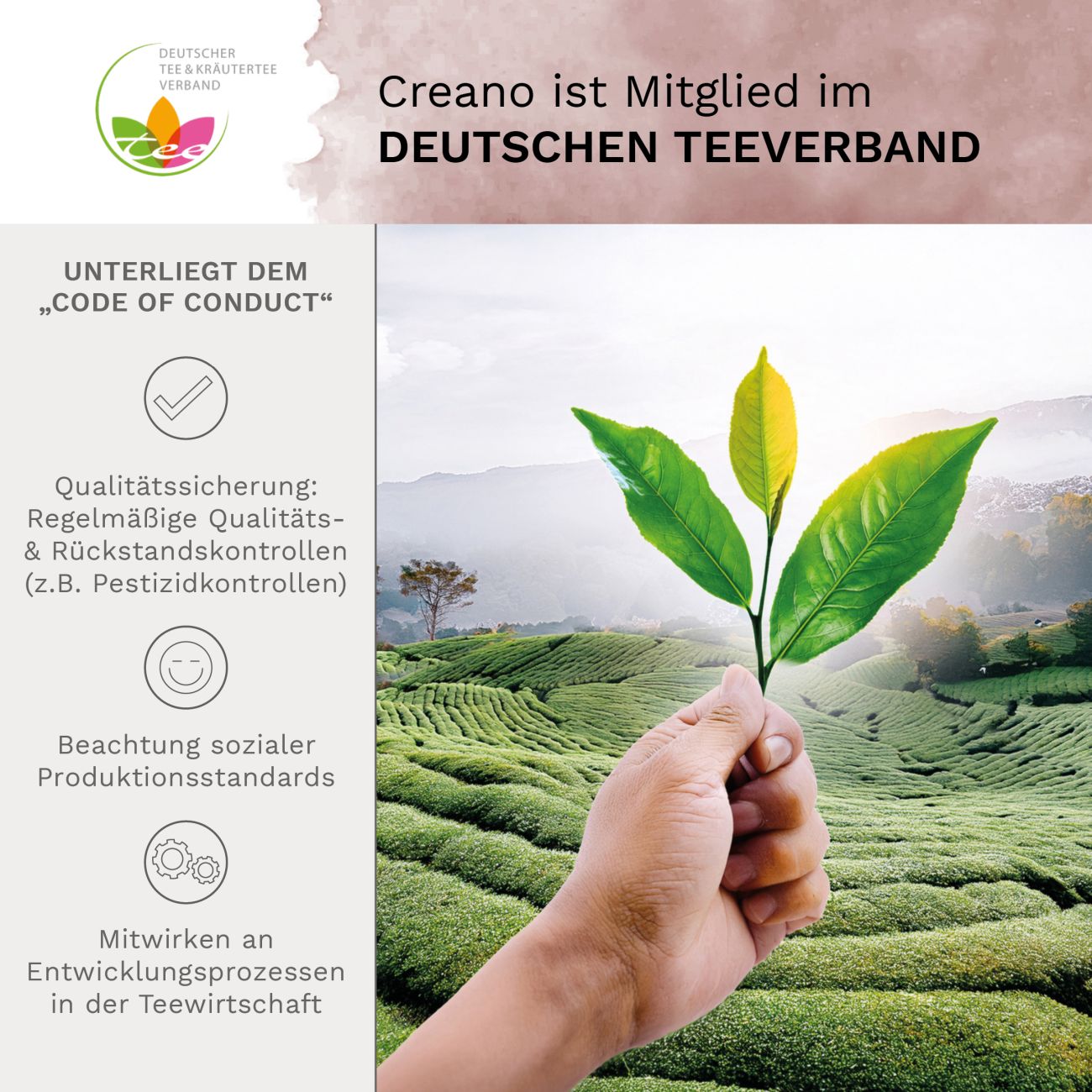 creano-erbl-htee-teeblumen-geschenkset-glaskanne-schwarztee image 7
