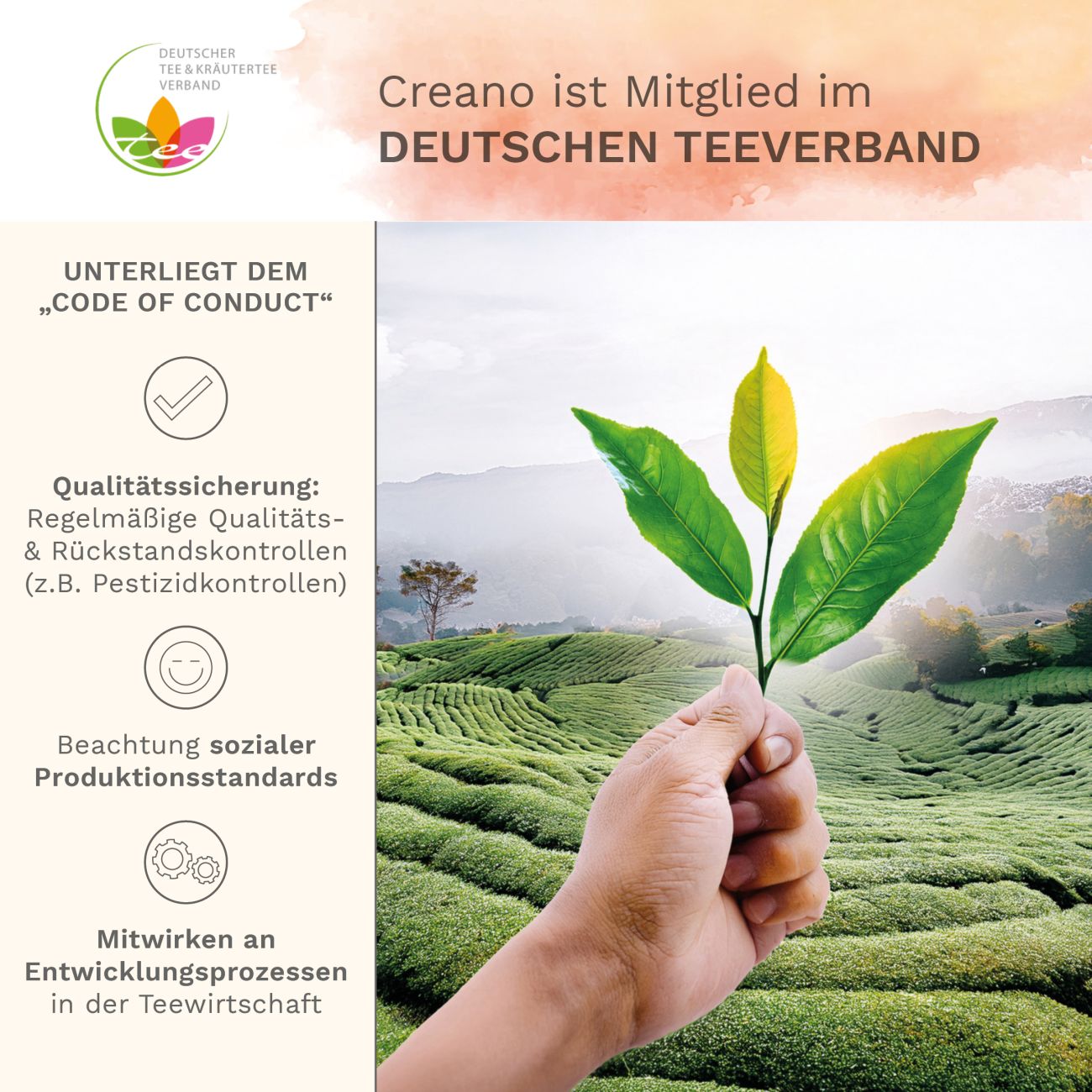 creano-erbl-htee-teeblumen-geschenkset-glaskanne-wei-tee-6er image 7
